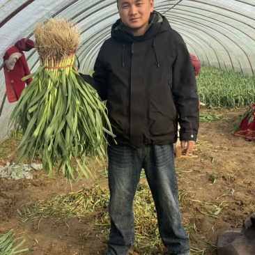 徐州沛县红根蒜苗