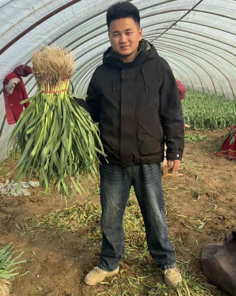 徐州沛县红根蒜苗