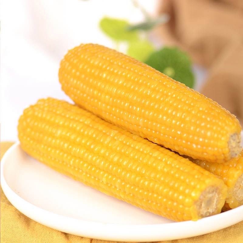 黑龙江粘糯玉米