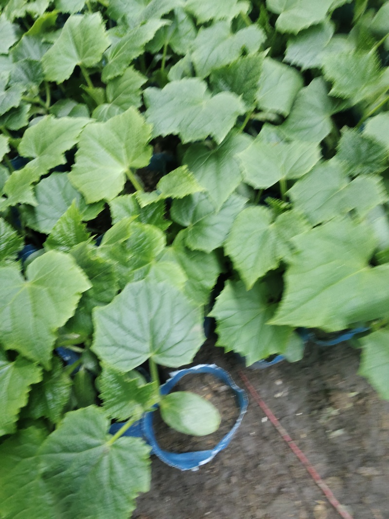 嫁接旱黄瓜**未来103