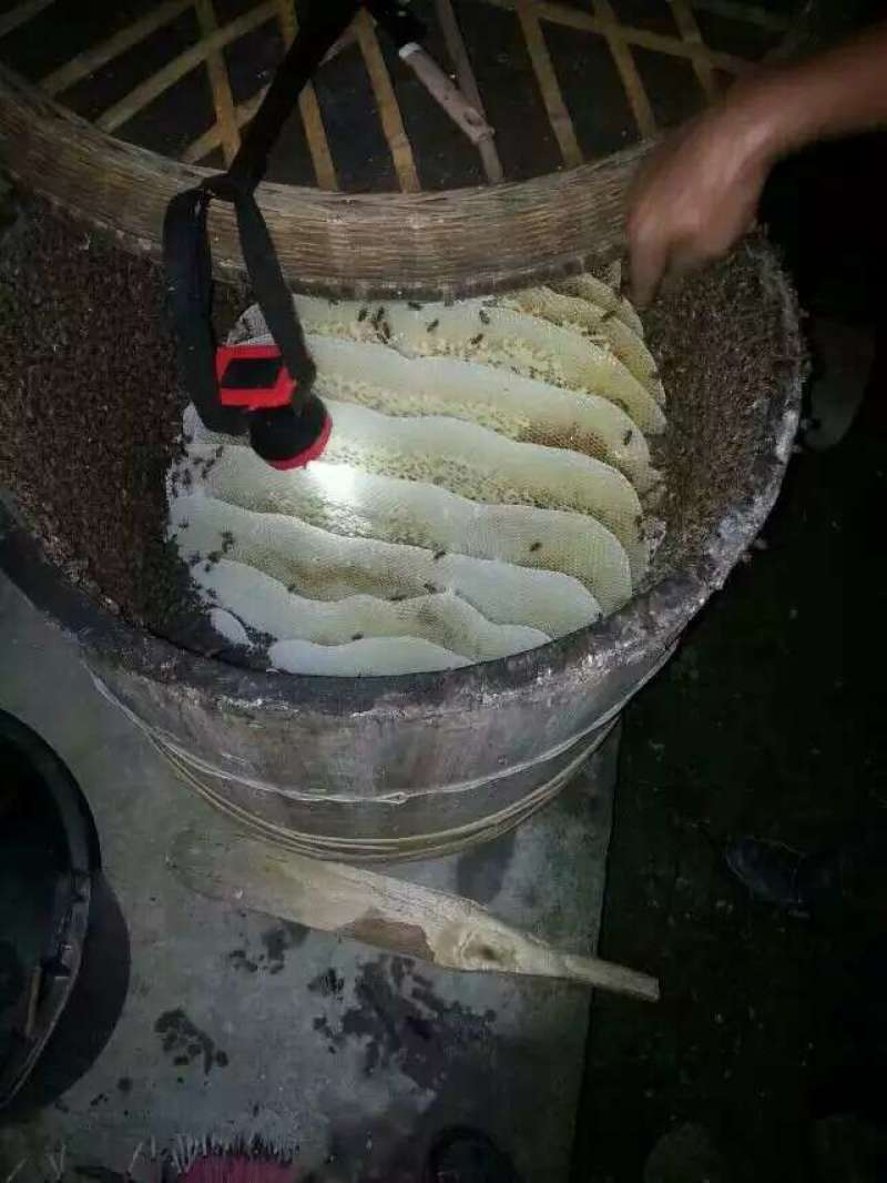 土蜂蜜