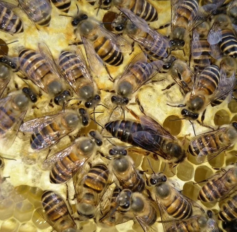 土蜂蜜