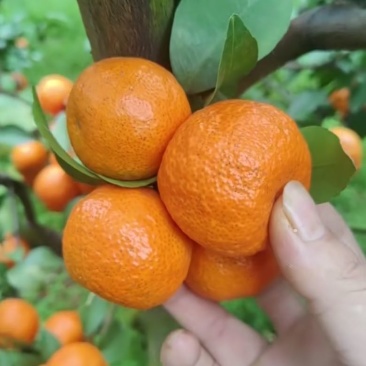 桂林永福县自家果农砂糖橘，价格可谈