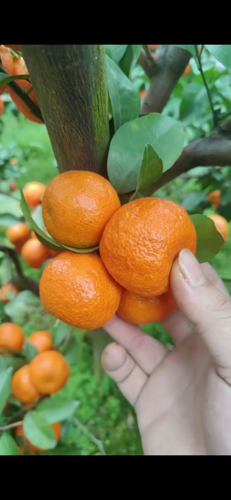 桂林永福县自家果农砂糖橘，价格可谈