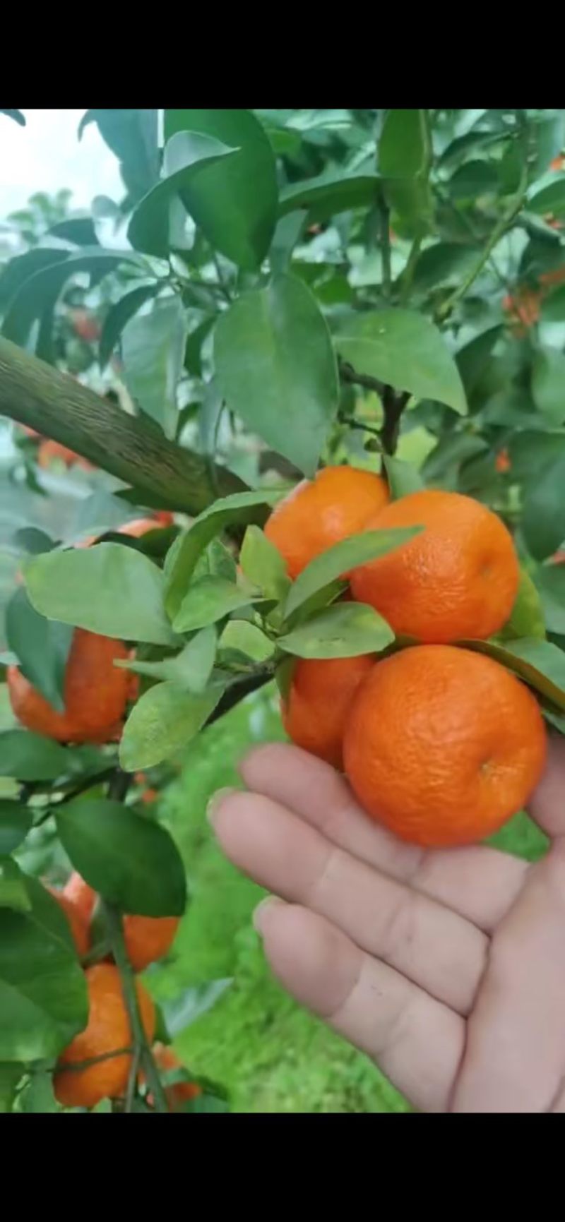 桂林永福县自家果农砂糖橘，价格可谈