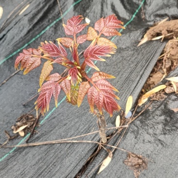 红油香椿