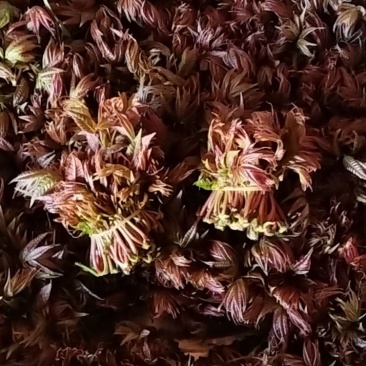 香椿芽，