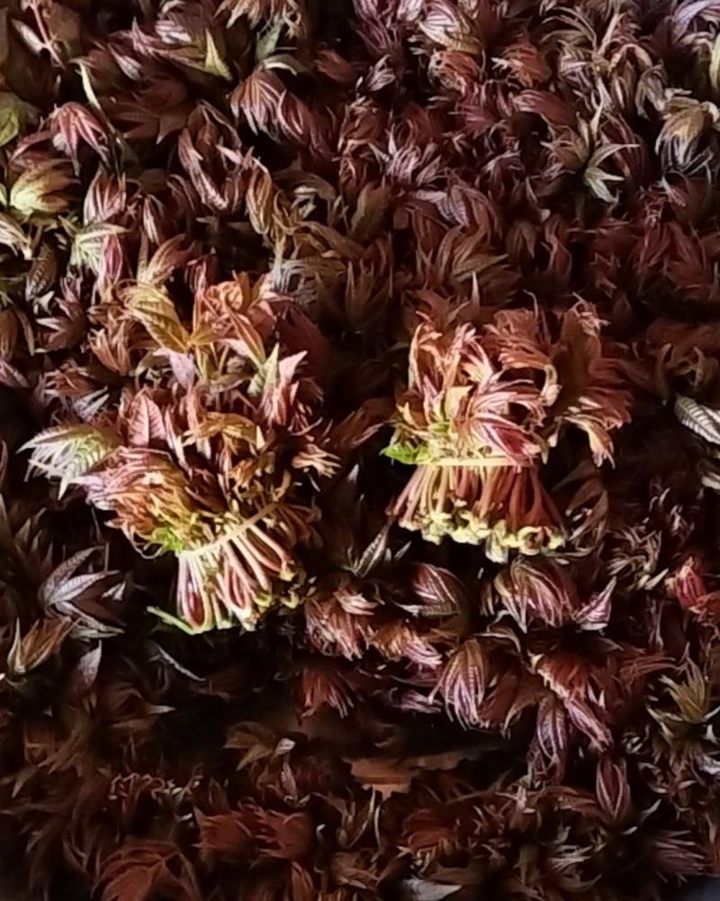 香椿芽，