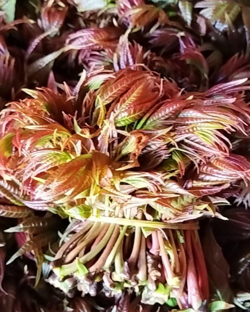 香椿芽，