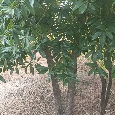 桂花树