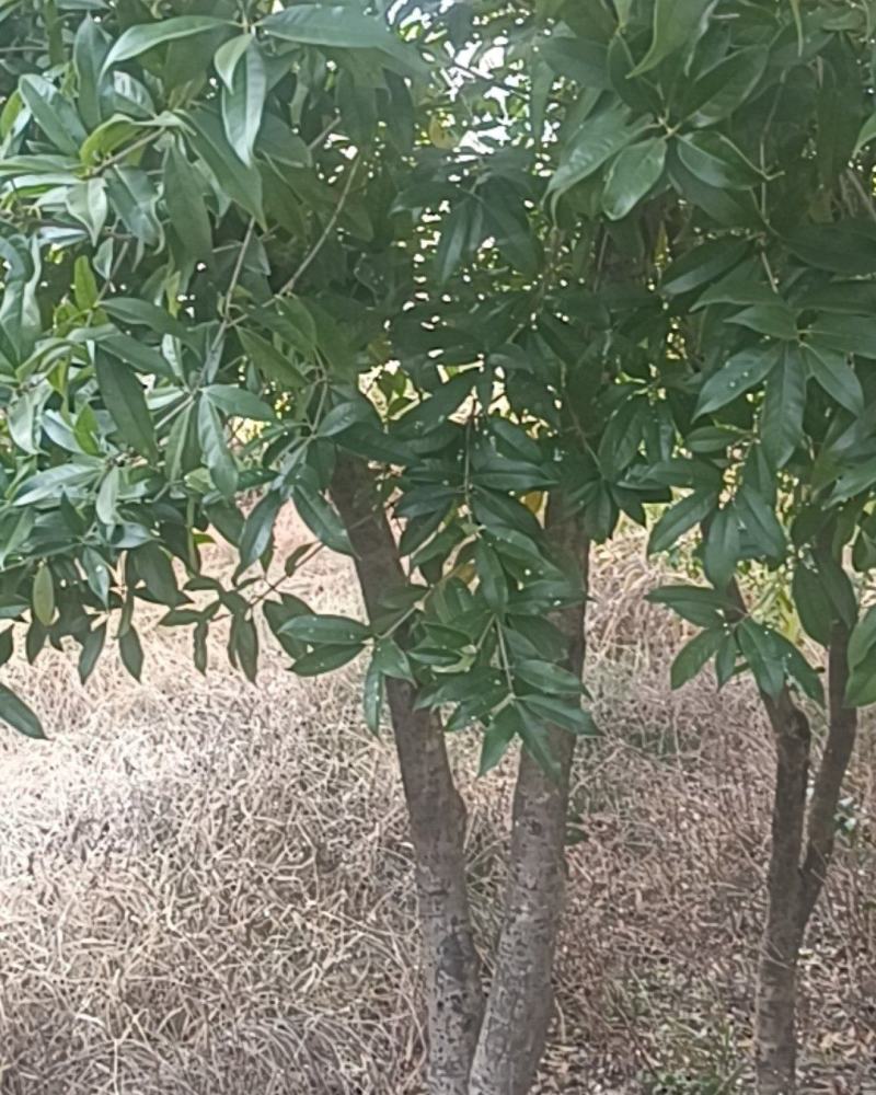 桂花树