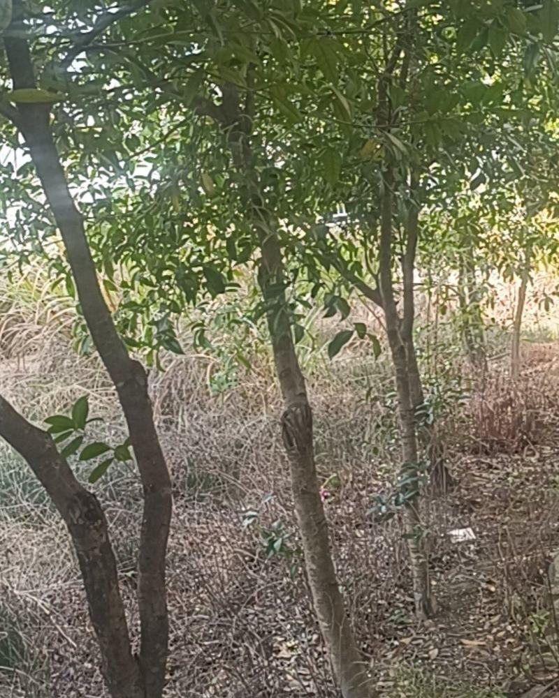 桂花树