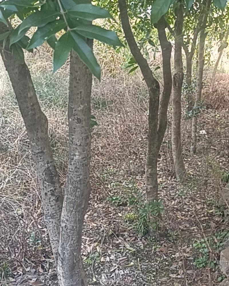 桂花树