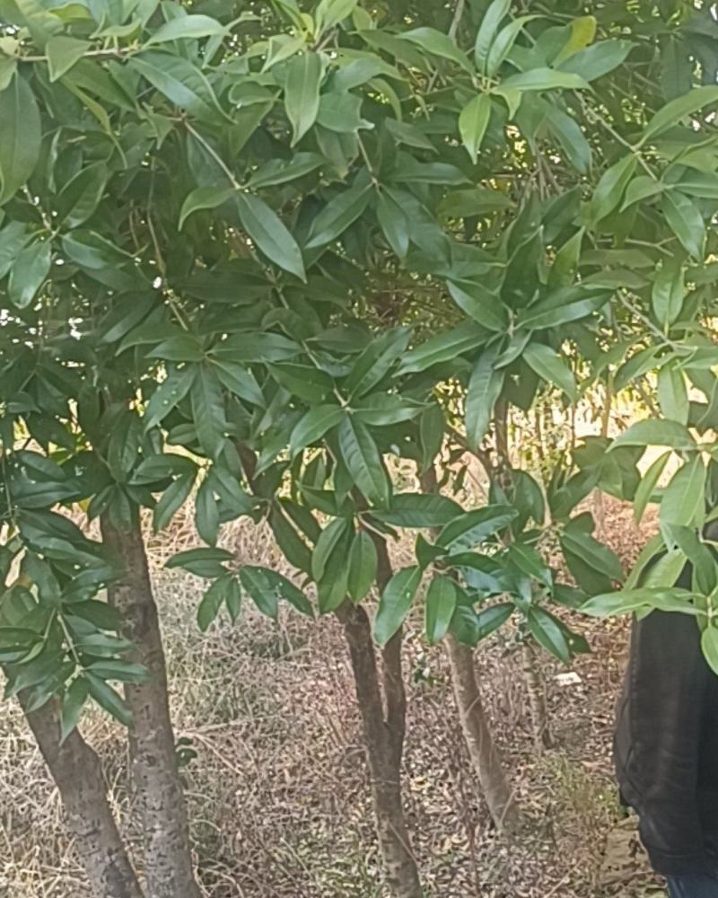 桂花树