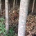 桂花树——金桂