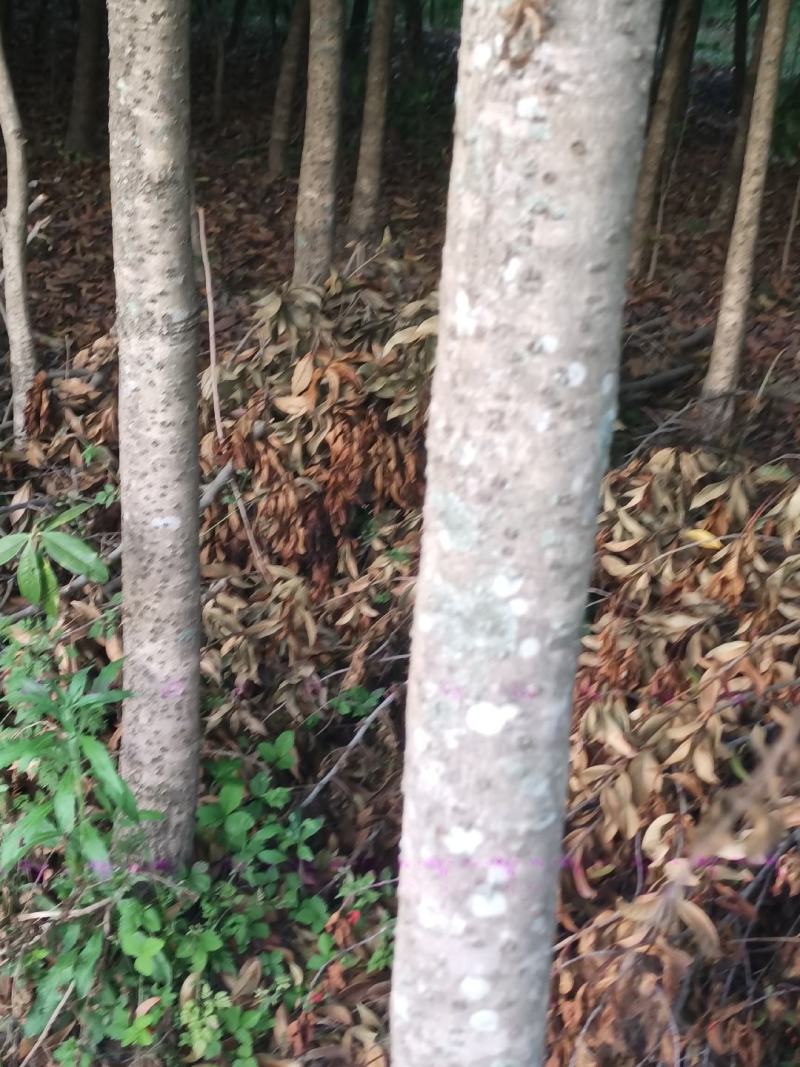 桂花树——金桂