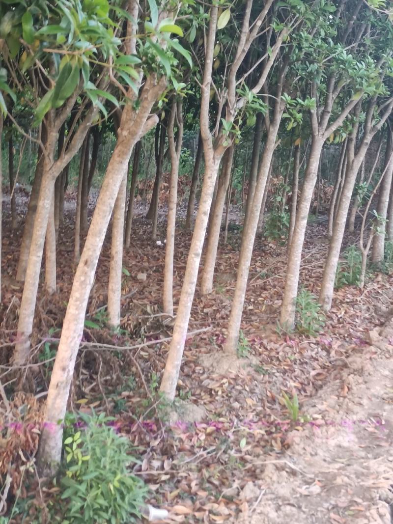 桂花树——金桂