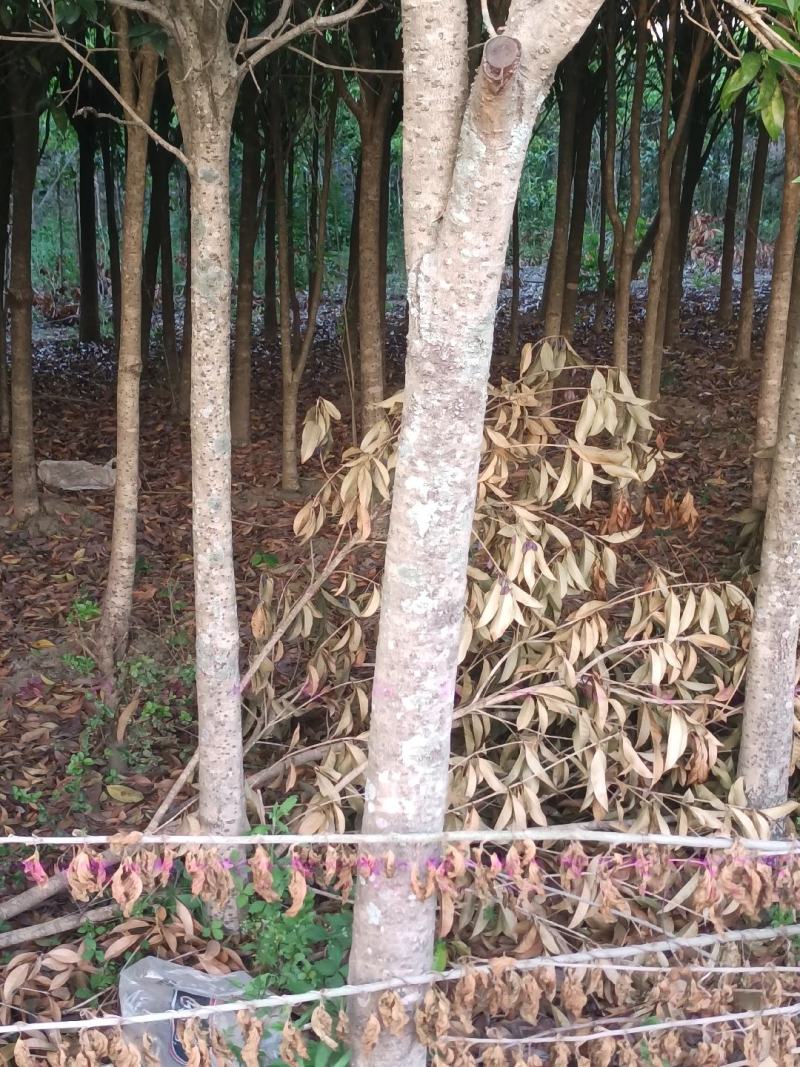 桂花树——金桂