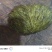 我卖猪宝，约500克左右
