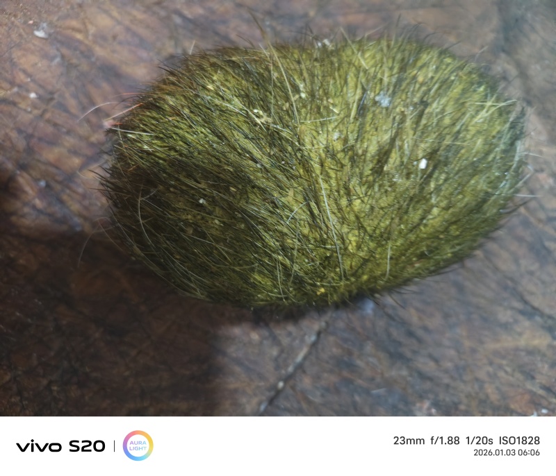 我卖猪宝，约500克左右
