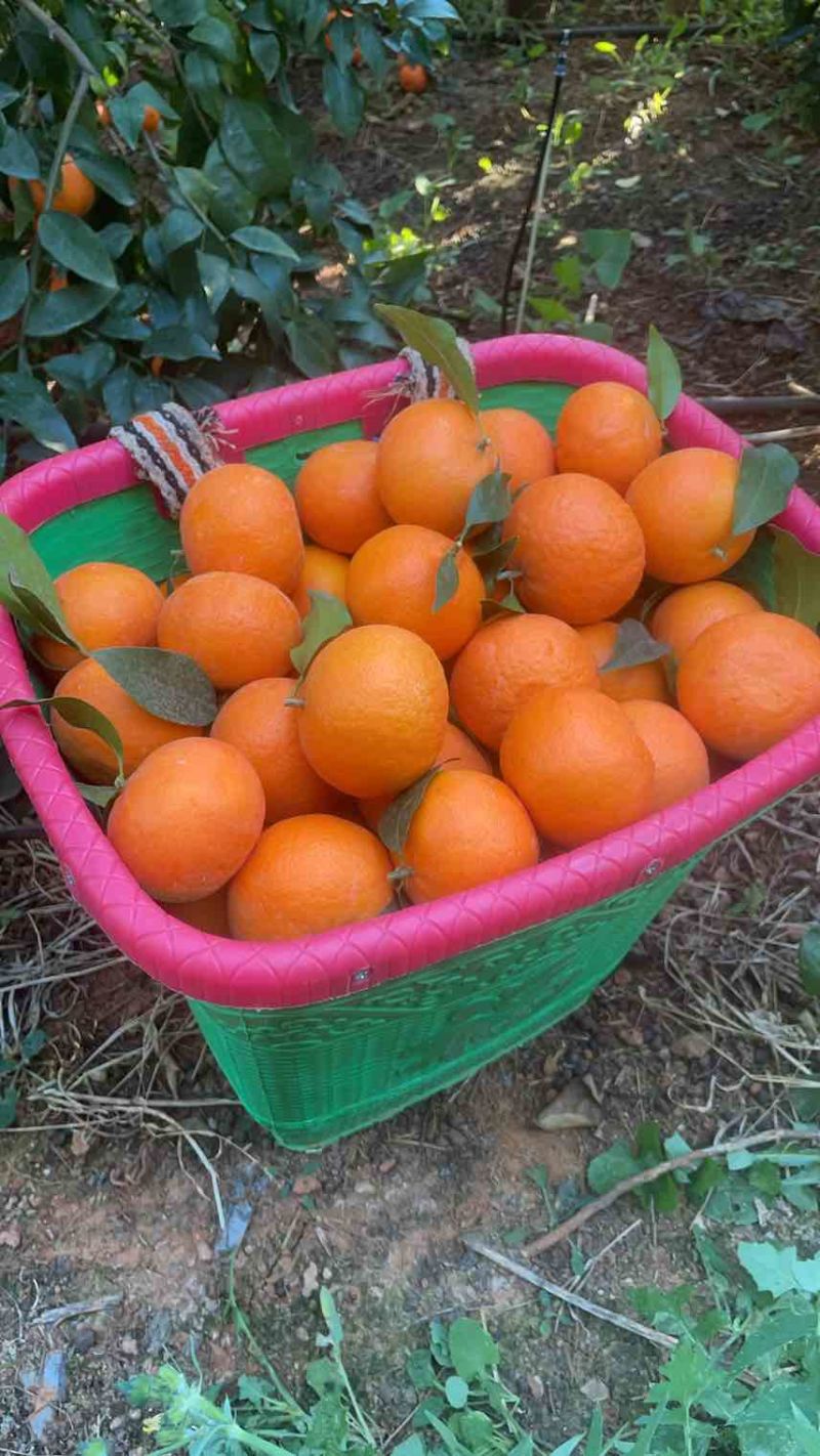 沃柑