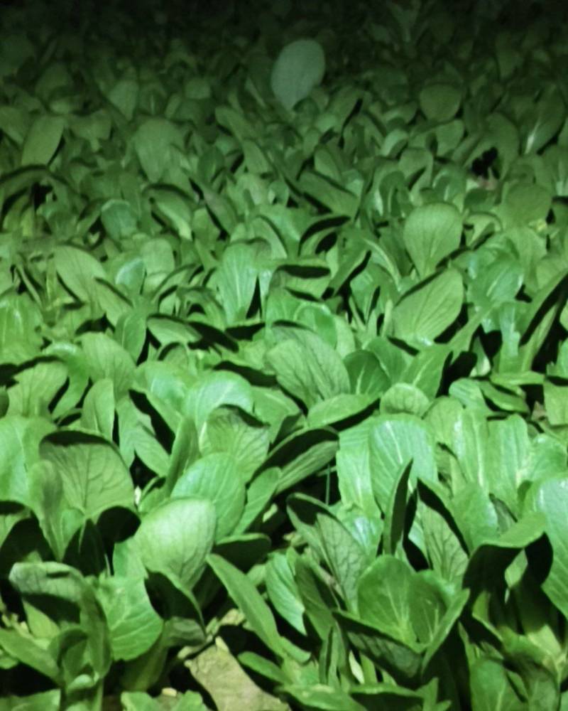 小青菜***********