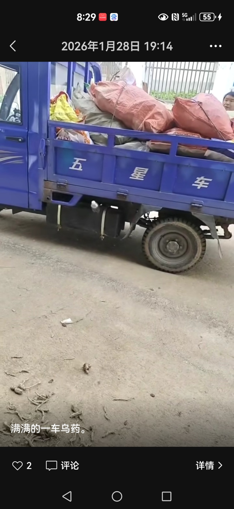 纯野生的乌药