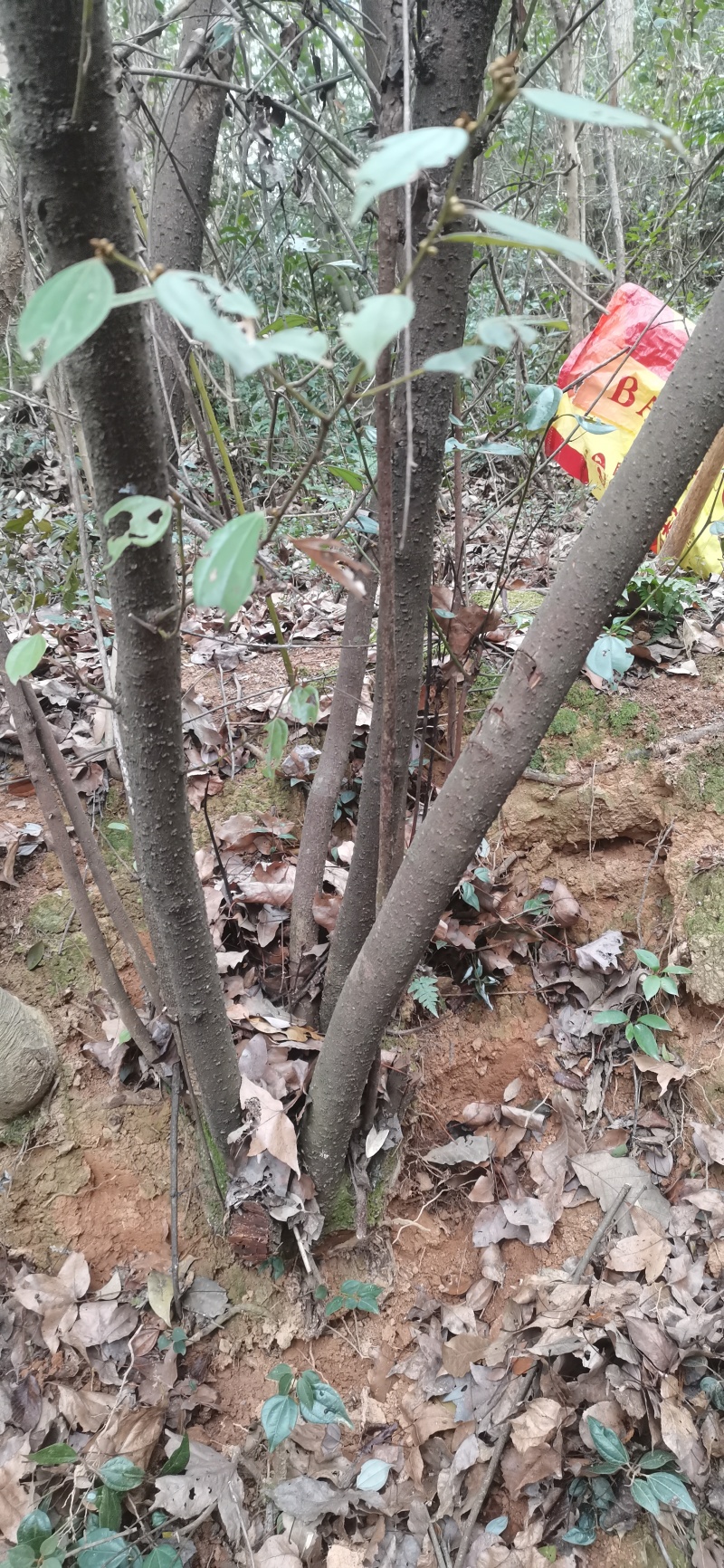 纯野生的乌药