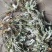 纯野生的乌药