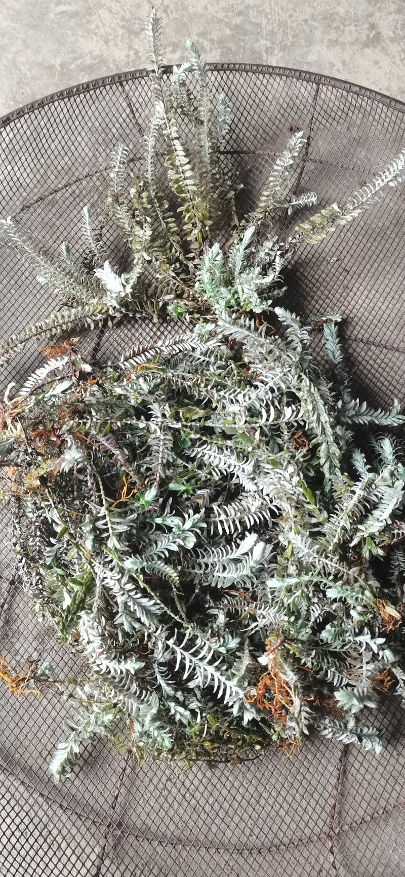 纯野生的乌药