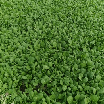瓜果蔬菜