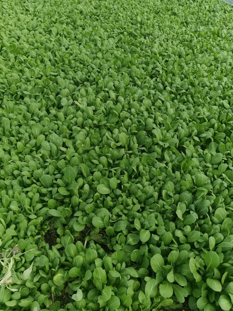 瓜果蔬菜