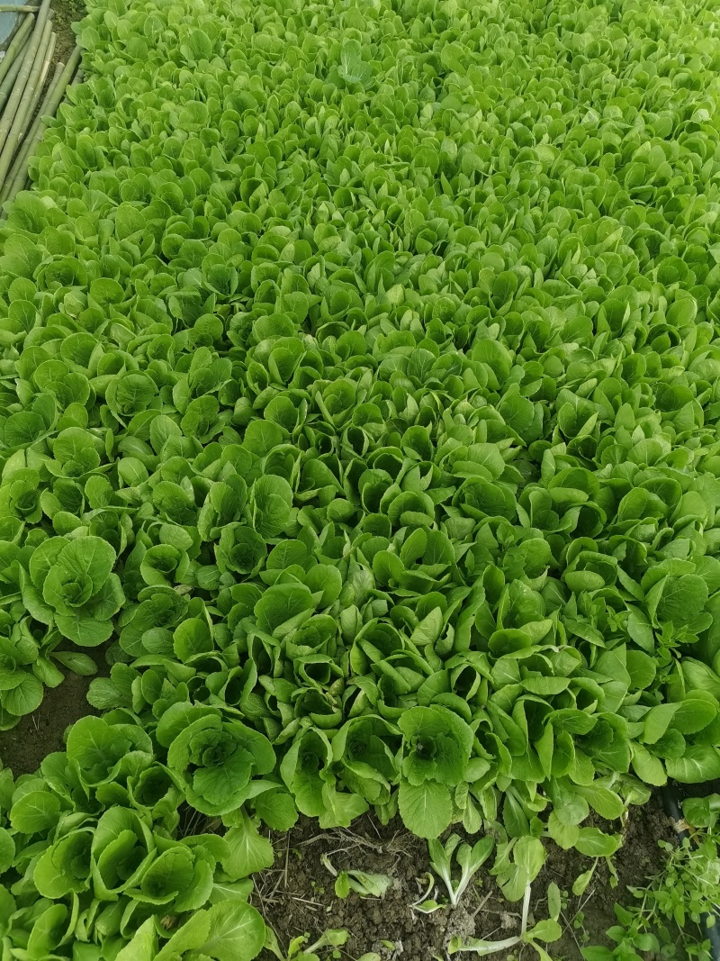 瓜果蔬菜