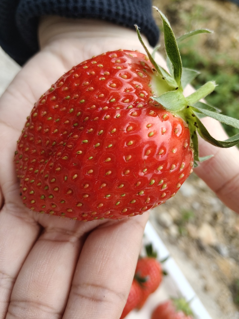 1000斤草莓，在广州黄埔，低价急出