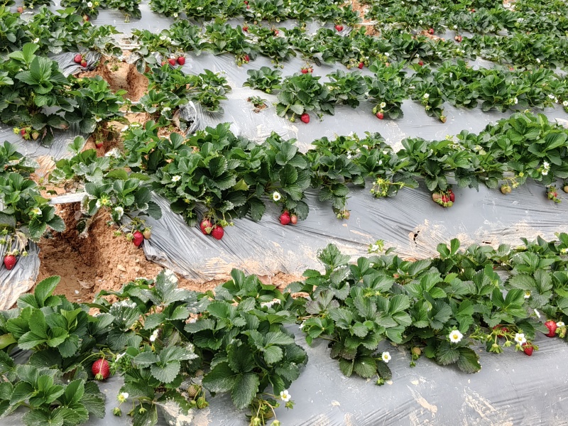 1000斤草莓，在广州黄埔，低价急出