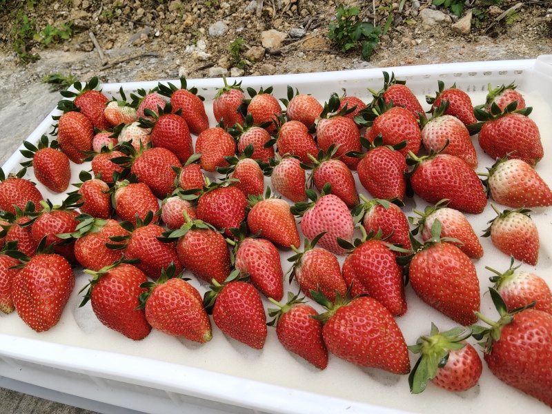 1000斤草莓，在广州黄埔，低价急出