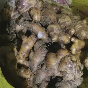 自己种的小黄姜
