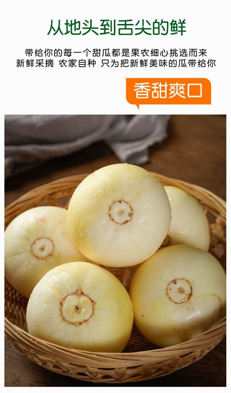 山东小蜜罐甜瓜成熟了专业一件代发电商市场