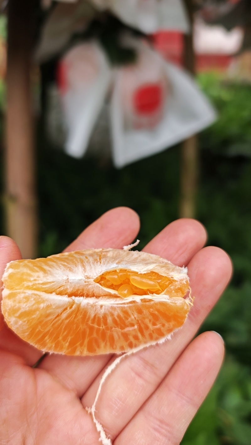 四川春见耙耙柑