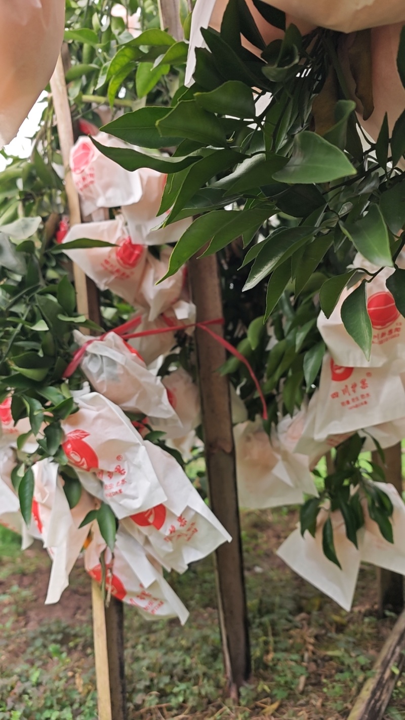 四川春见耙耙柑