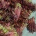香椿芽