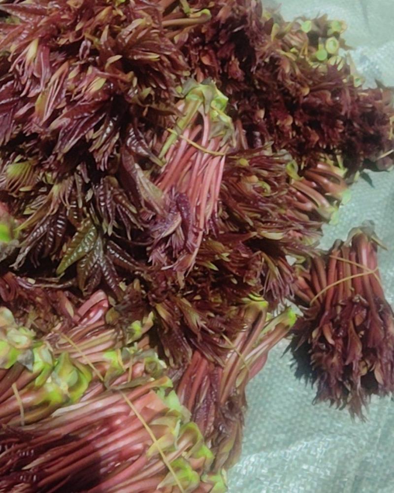 香椿芽