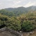 广西容县大山蜂蜜