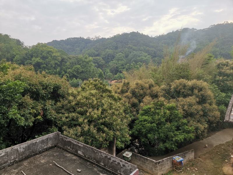 广西容县大山蜂蜜