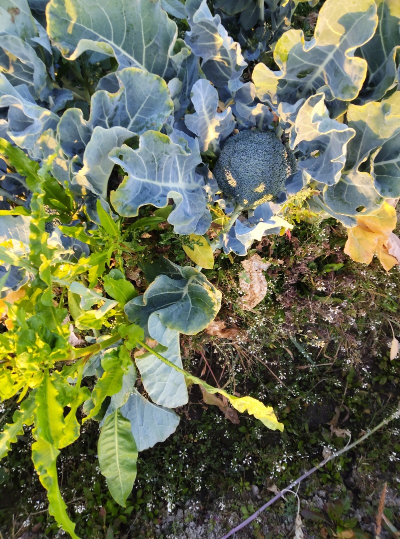 西兰花