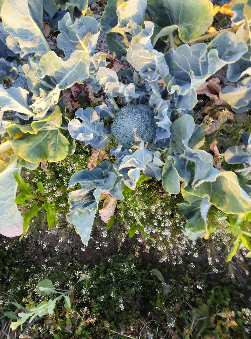 西兰花