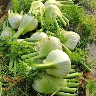 卖茴香球，，电话***********