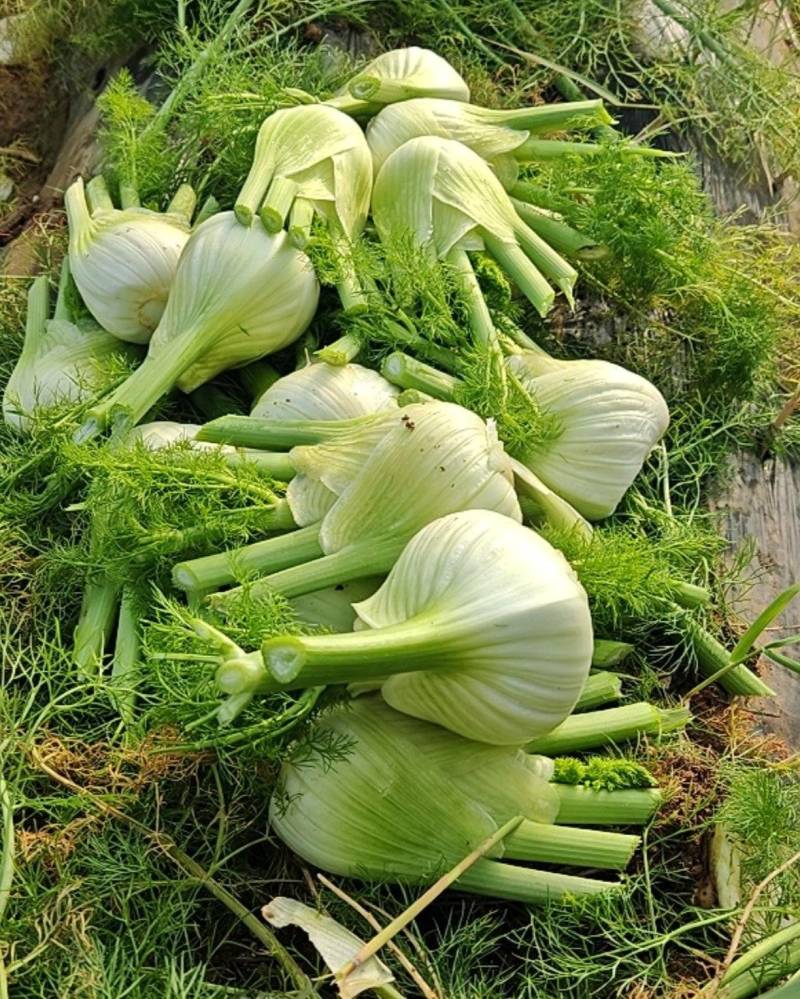 卖茴香球，，电话***********