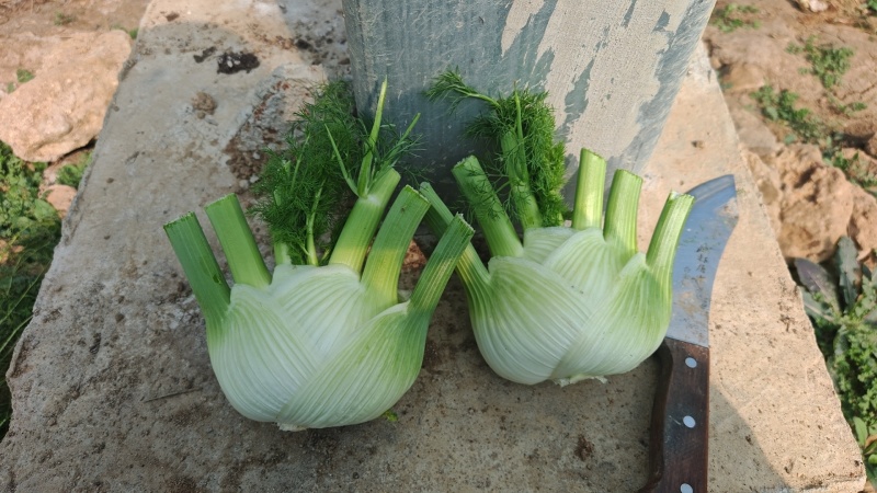 卖茴香球，，电话***********