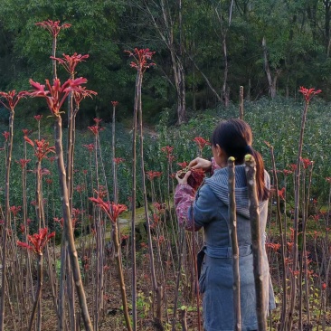 春芽